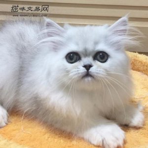 ​金吉拉猫好可爱 但价格很任性 金吉拉多少钱一只呢？
