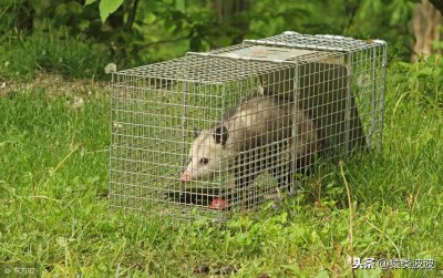 ​世界上最大的老鼠身高1.1米 堪比3岁儿童