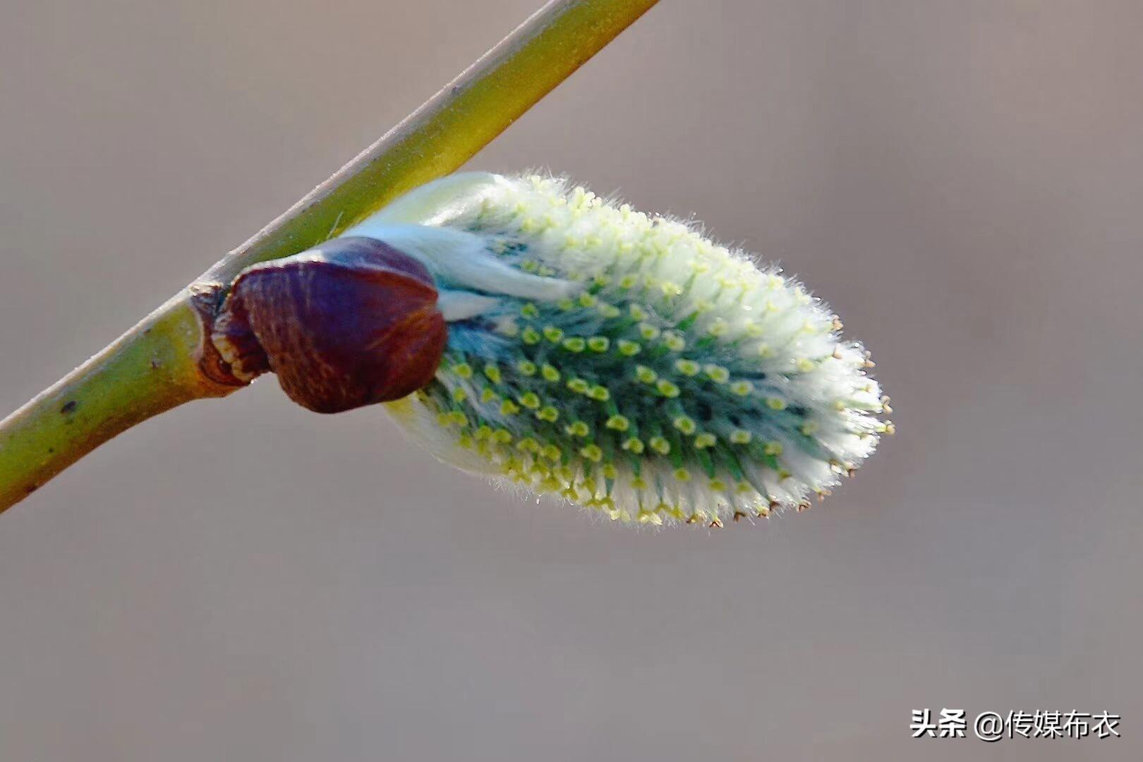 大兴安岭有一种狗叫“毛毛狗”,你知道吗?