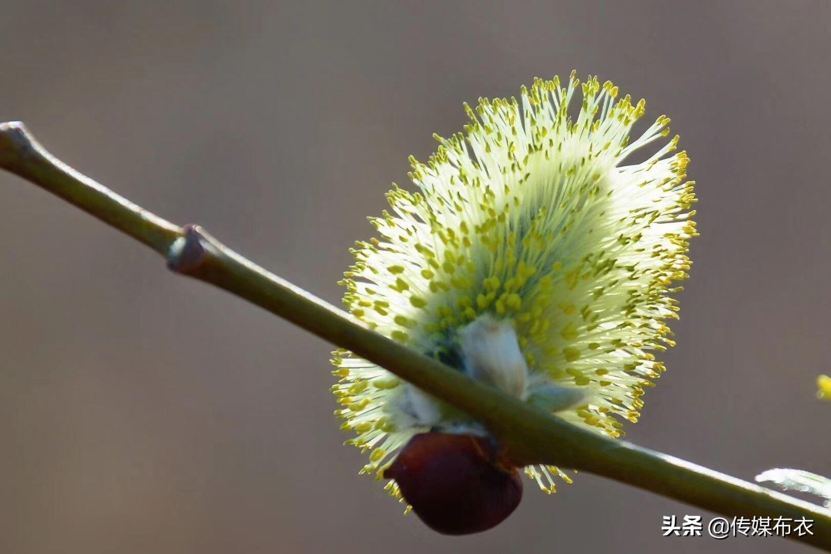 大兴安岭有一种狗叫“毛毛狗”,你知道吗?