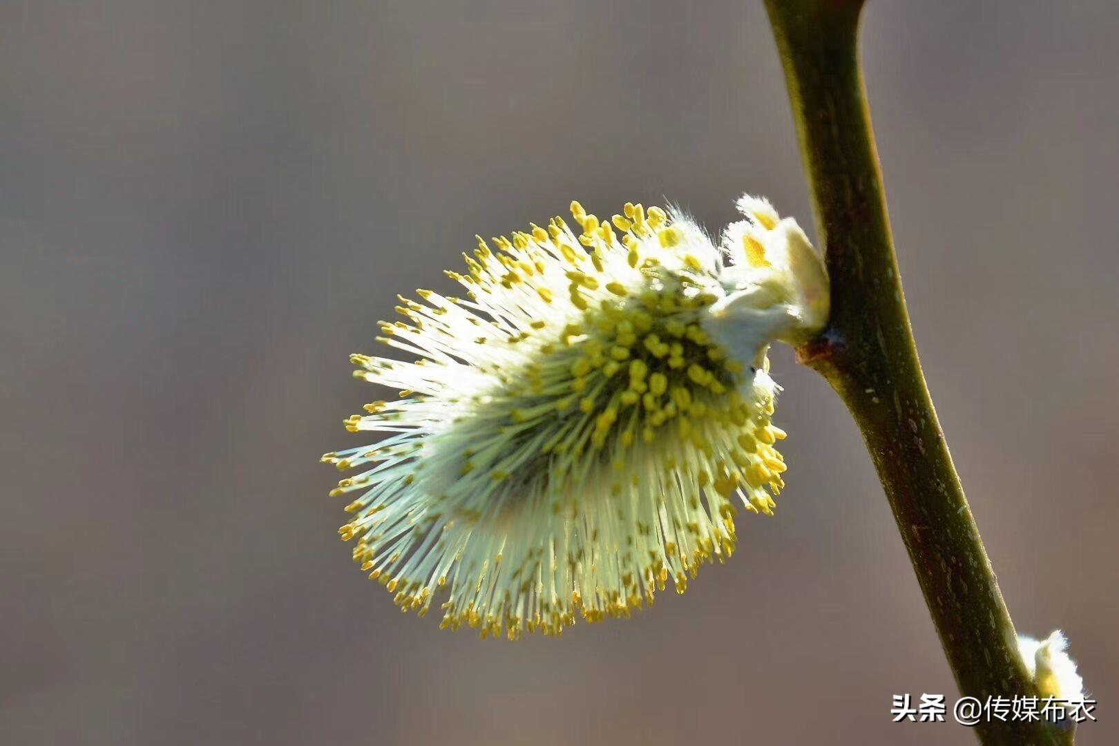 大兴安岭有一种狗叫“毛毛狗”,你知道吗?
