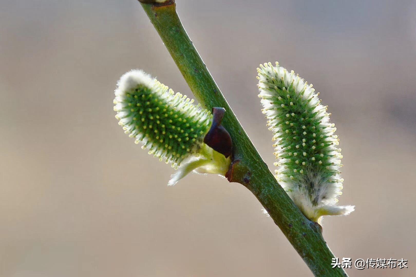 大兴安岭有一种狗叫“毛毛狗”,你知道吗?