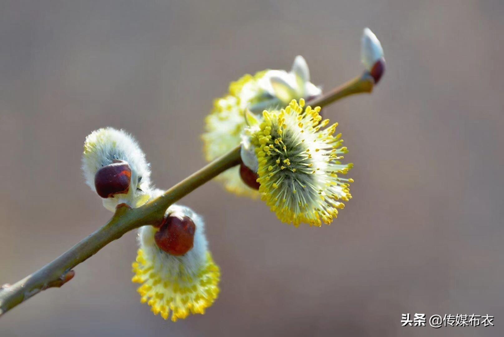 大兴安岭有一种狗叫“毛毛狗”,你知道吗?