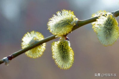 ​大兴安岭有一种狗叫“毛毛狗”，你知道吗？