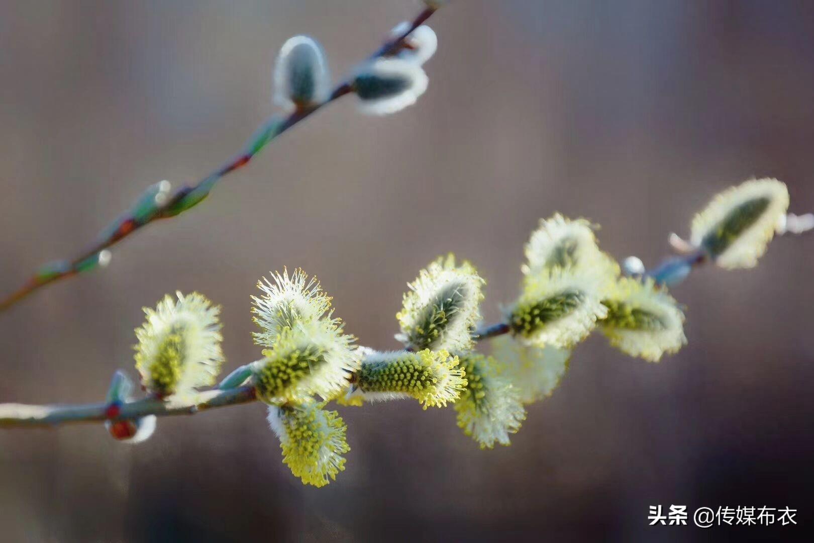 大兴安岭有一种狗叫“毛毛狗”,你知道吗?