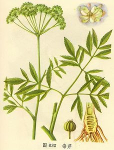 ​毒死了苏格拉底而恶名远扬的毒芹，与现在常吃的芹菜有什么区别