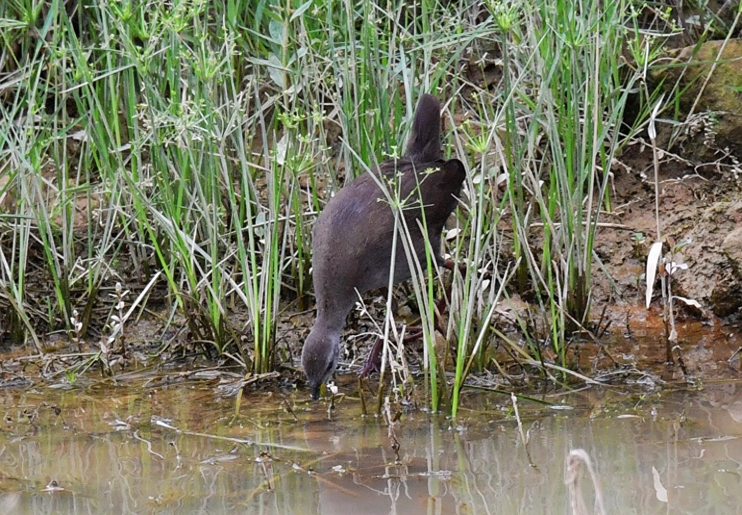 红脚苦恶鸟——又一种秧鸡
