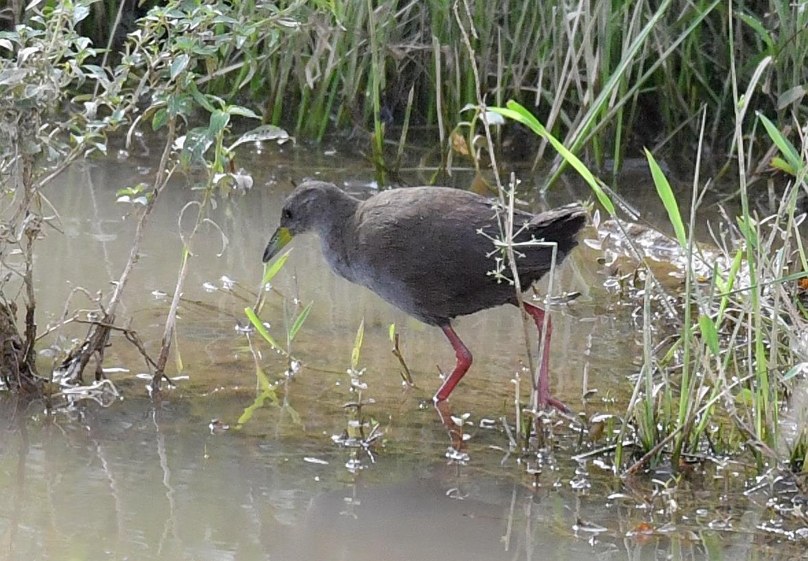 红脚苦恶鸟——又一种秧鸡