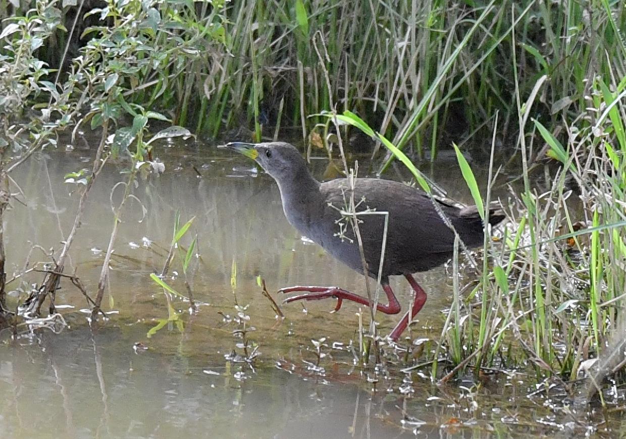 红脚苦恶鸟——又一种秧鸡