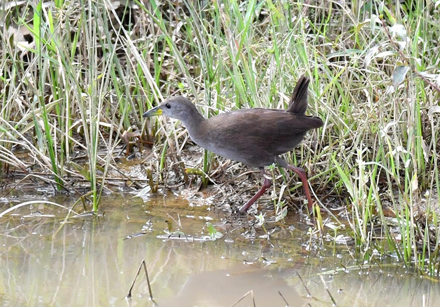 红脚苦恶鸟——又一种秧鸡