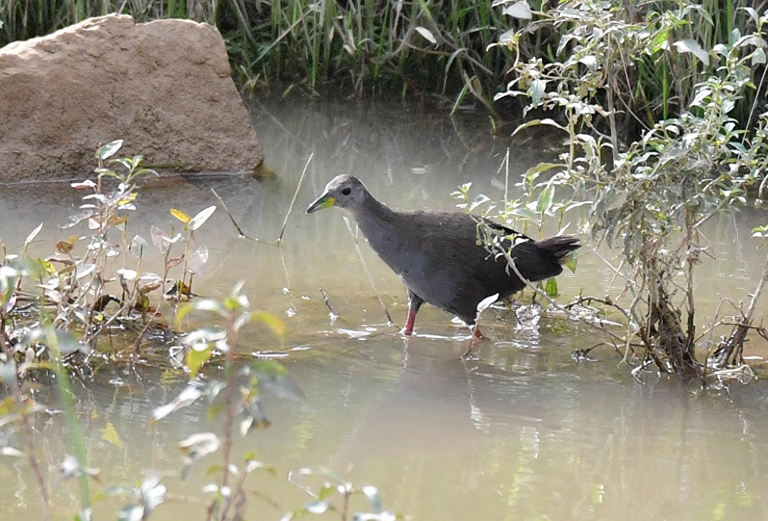 红脚苦恶鸟——又一种秧鸡