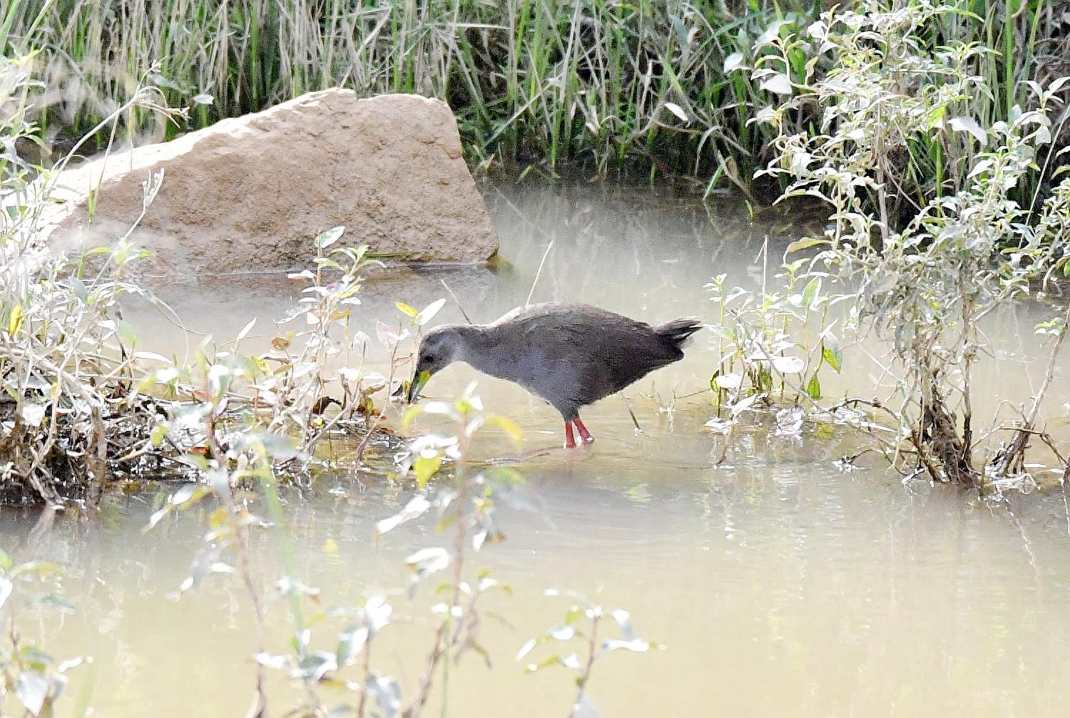 红脚苦恶鸟——又一种秧鸡