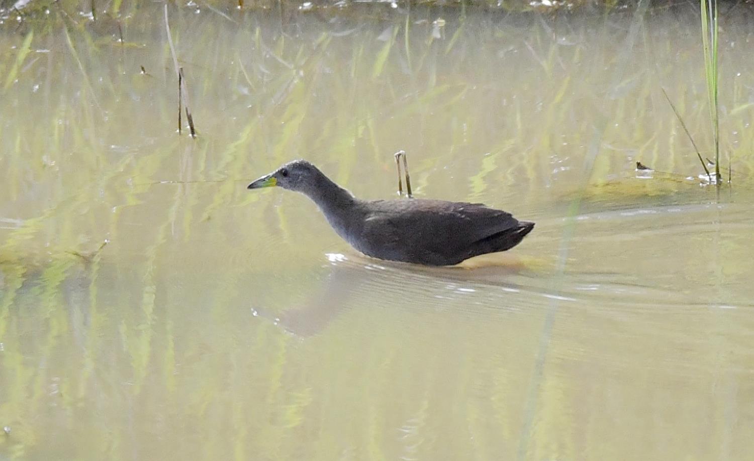 红脚苦恶鸟——又一种秧鸡