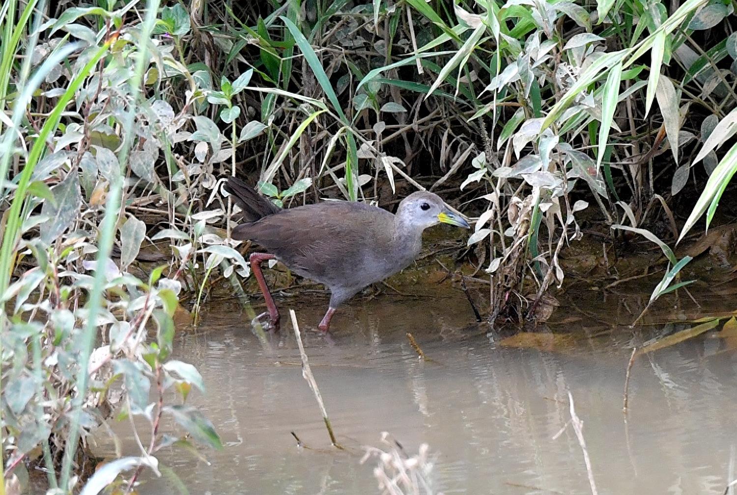 红脚苦恶鸟——又一种秧鸡