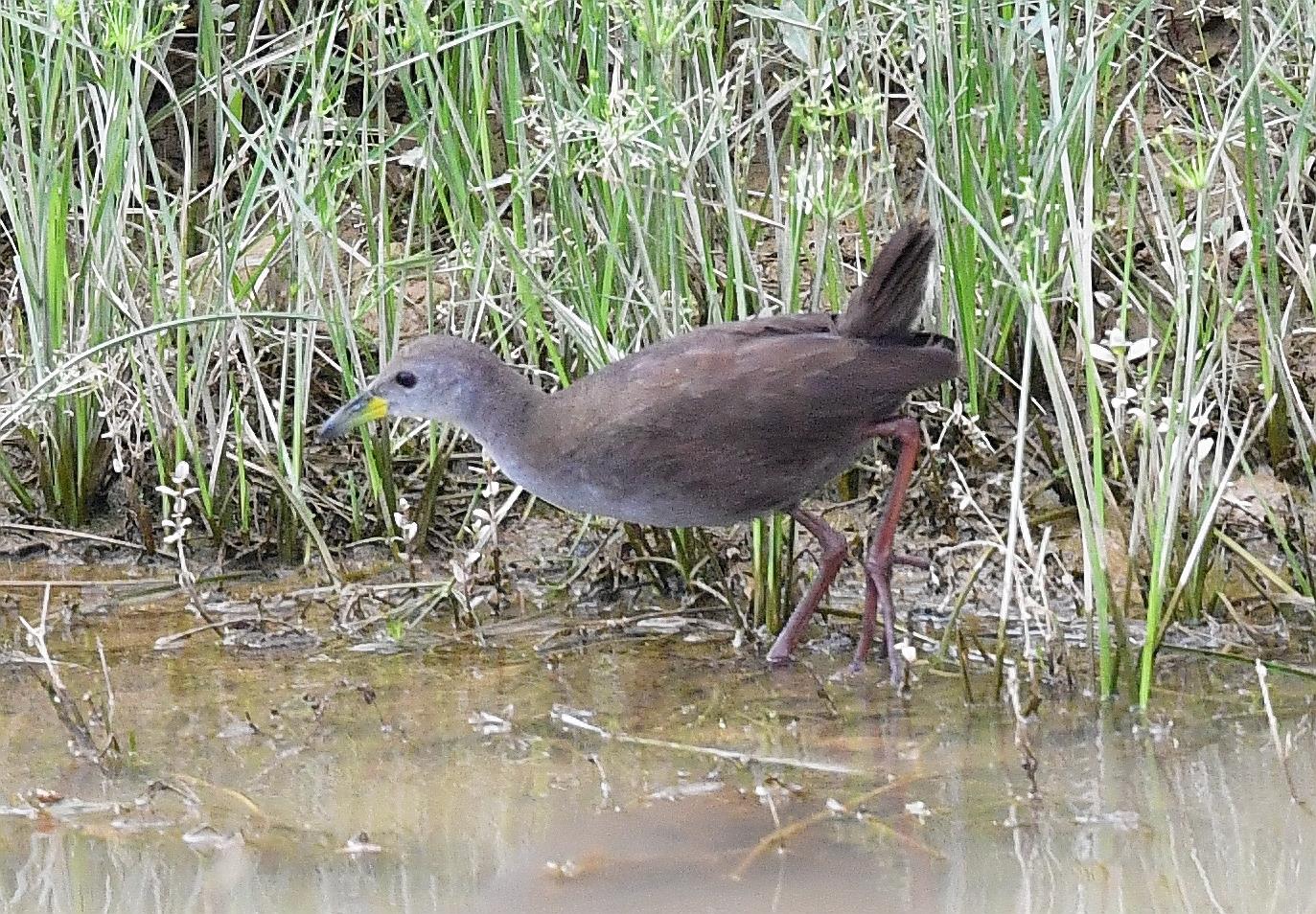 红脚苦恶鸟——又一种秧鸡