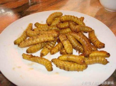 ​农村有人收豆子地里豆青虫，每斤能卖几十块钱，比单纯种豆子高多了！