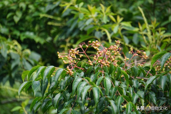 植物图鉴:野鸦椿