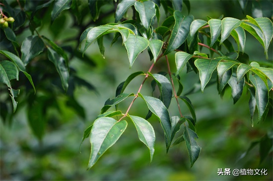 植物图鉴:野鸦椿