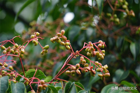 植物图鉴:野鸦椿