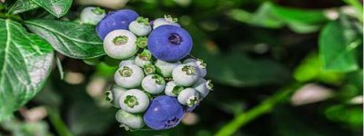 ​蓝莓树几年结果