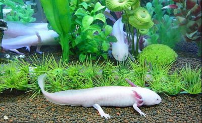 ​六角恐龙水族观赏的新宠