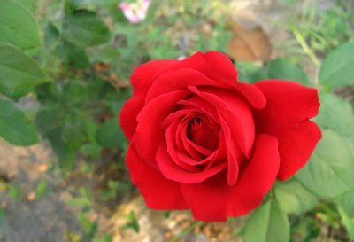 ​什么花是花中的皇后？