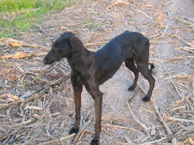 原来“哮天犬”是这个品种，你都知道吗？