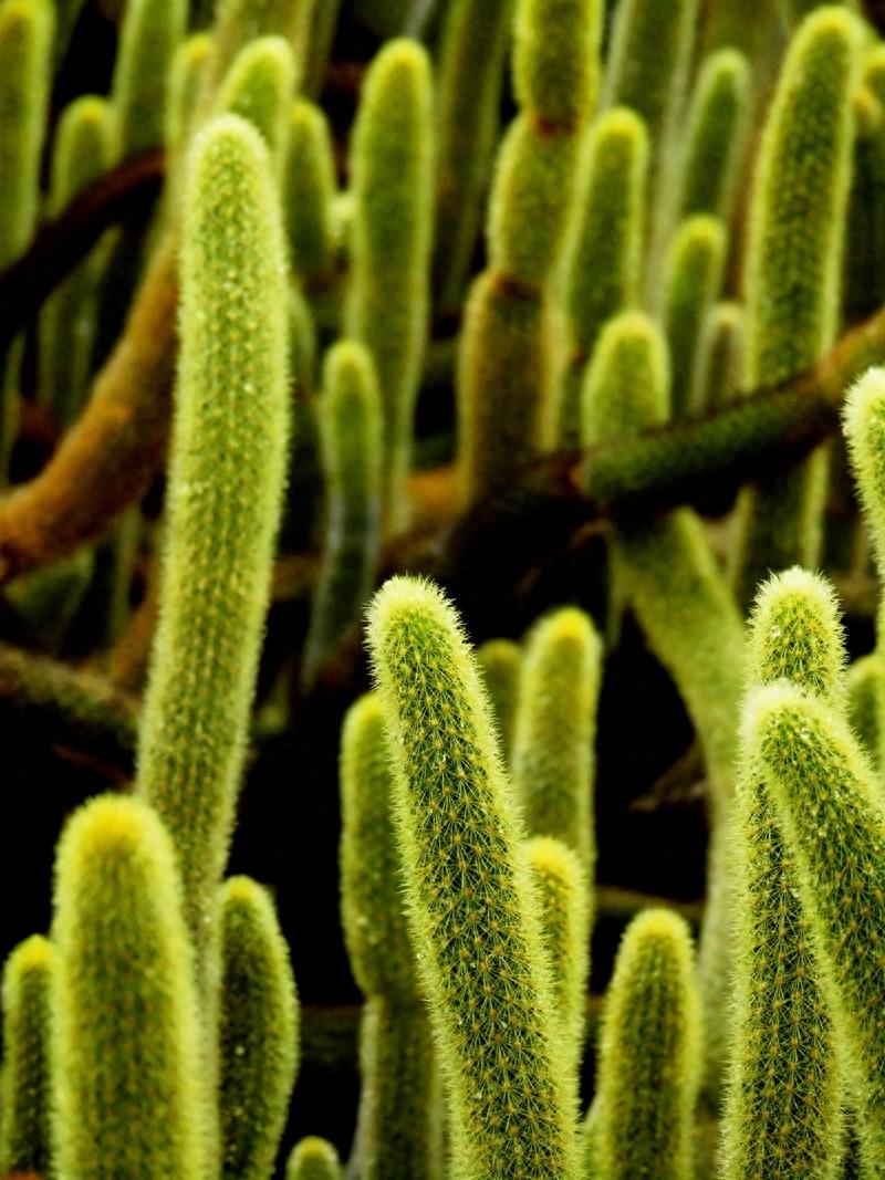 沙漠植物（11）-仙人柱（2）：七个品种仙人柱