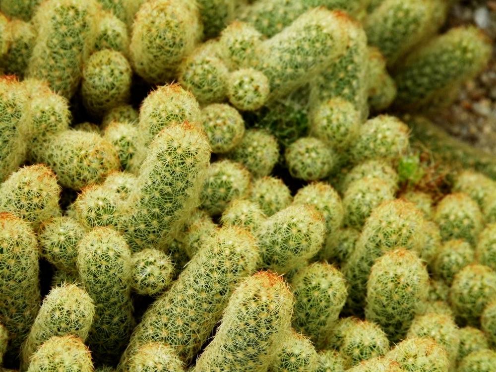 沙漠植物（11）-仙人柱（2）：七个品种仙人柱