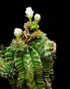 ​沙漠植物（11）-仙人柱（2）：七个品种仙人柱