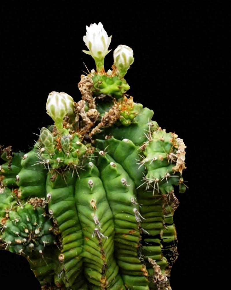 沙漠植物（11）-仙人柱（2）：七个品种仙人柱