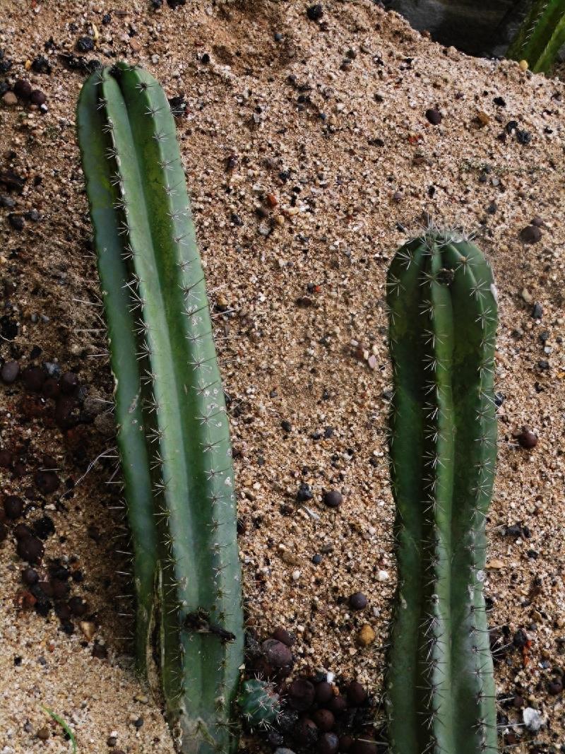 沙漠植物（11）-仙人柱（2）：七个品种仙人柱