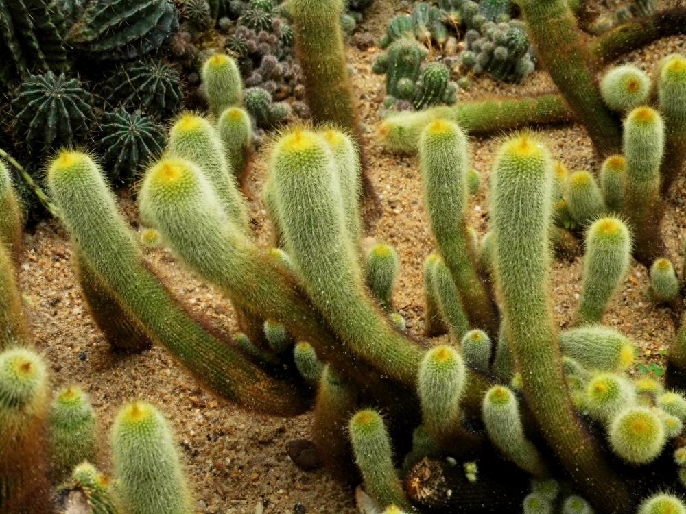 沙漠植物（11）-仙人柱（2）：七个品种仙人柱