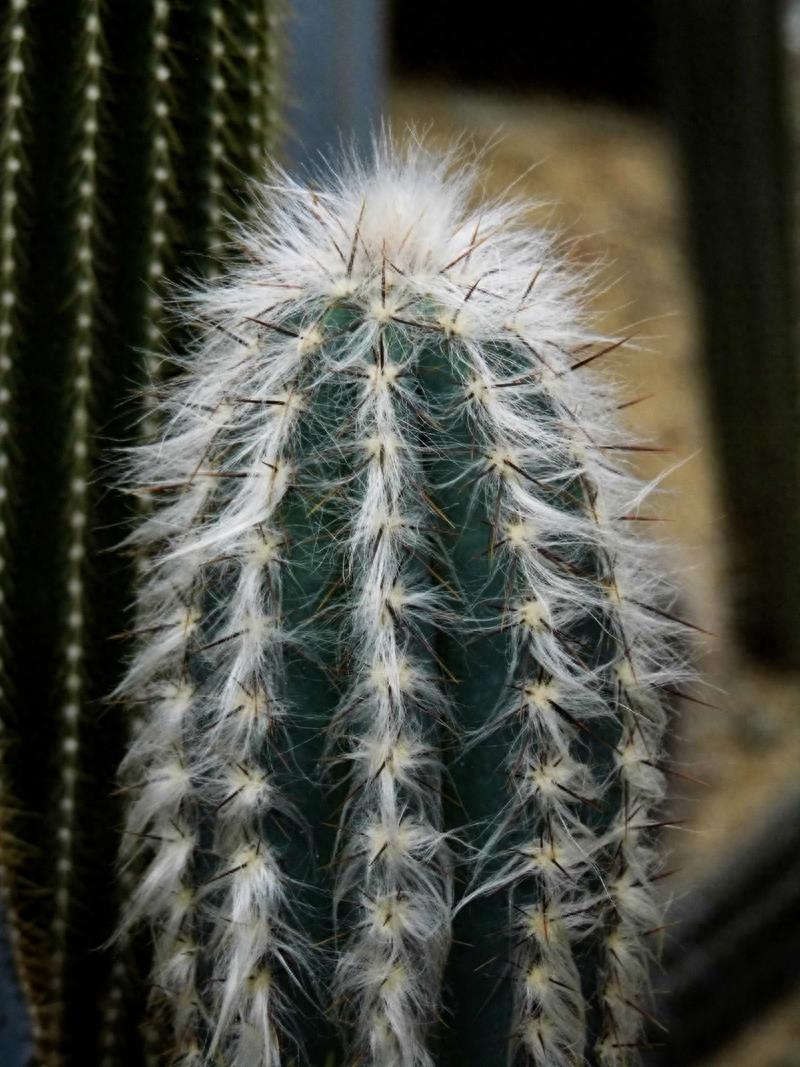 沙漠植物（11）-仙人柱（2）：七个品种仙人柱