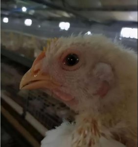 ​鸡感冒了快速治疗鸡感冒的症状鸡感冒流鼻涕有呼噜声