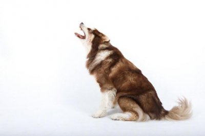 ​酒鬼壁纸一波，附赠霸气大腚