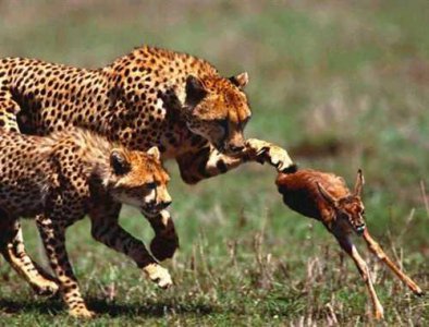 ​创业中的三种管理