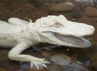 ​10种白化的动物