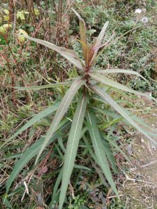 ​保健功能丰富的常见野菜――野莴苣