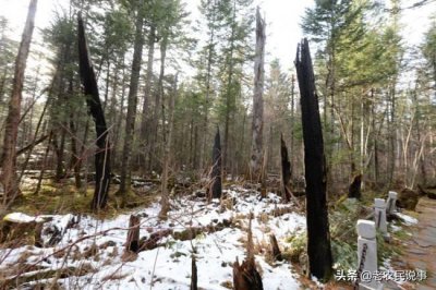 ​农村有人高价收购雷击木，雷击木真的可遇不可求吗？有什么价值？