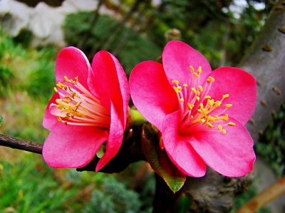 ​贴梗海棠～花色丰富，花瓣光洁细腻，枝干古朴典雅，极富观赏价值