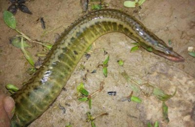 ​以前钓了没人要，现在想吃都难买，80元一斤的刀鳅鱼好在哪？