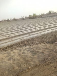 ​胡杨林与爱情的关系