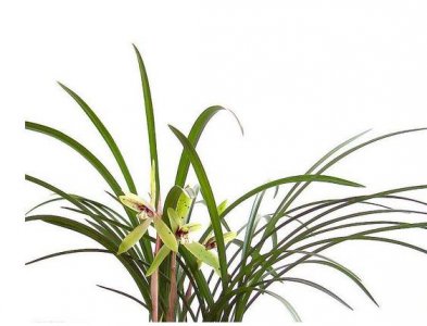 ​含辞未吐，气若幽兰