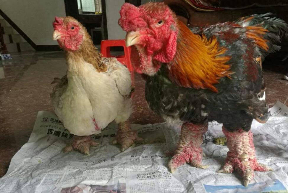 这是鸡中的“战斗鸡”,一万多一只,腿比胳膊粗,腿越粗越贵!