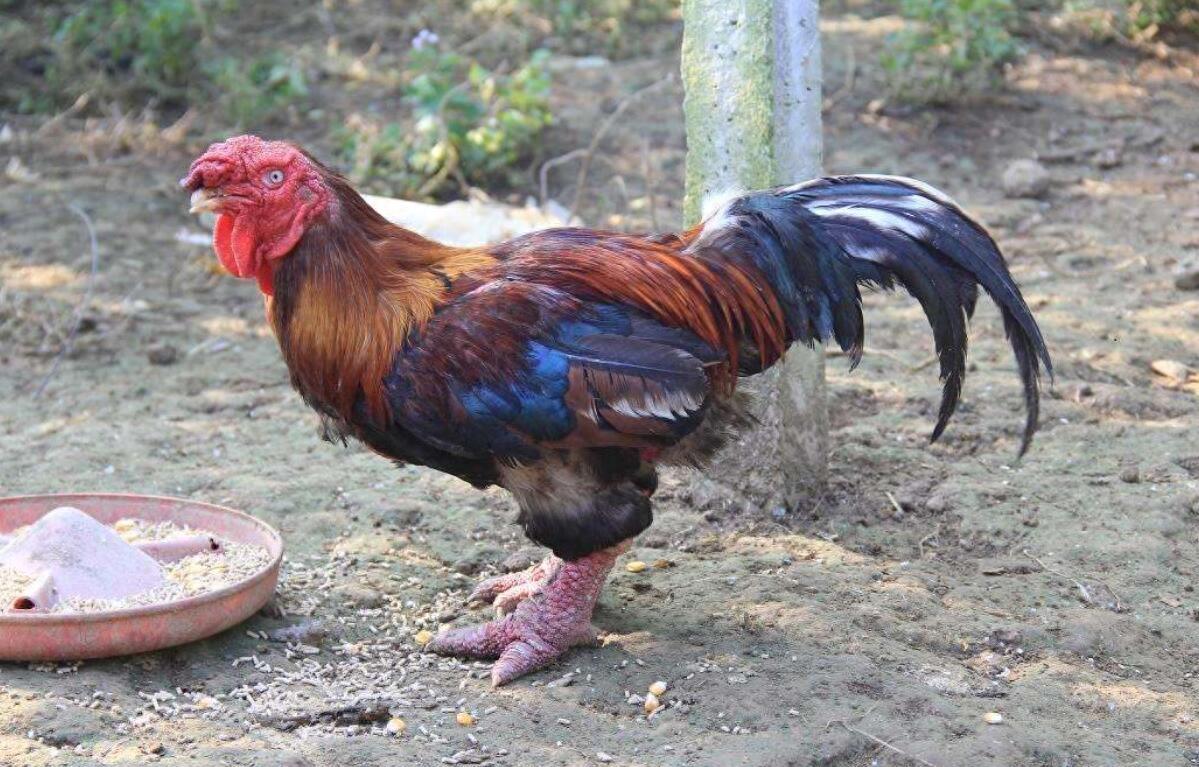 这是鸡中的“战斗鸡”,一万多一只,腿比胳膊粗,腿越粗越贵!