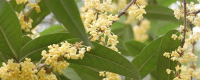 ​秋天开的花有哪些