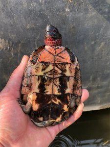 ​欣赏中国独有龟类：眼斑水龟