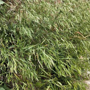 ​药用植物-雀麦