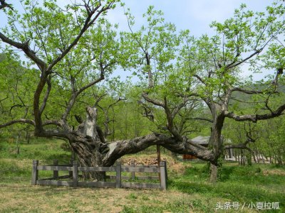 ​在地愿为连理枝，连理枝到底是什么？